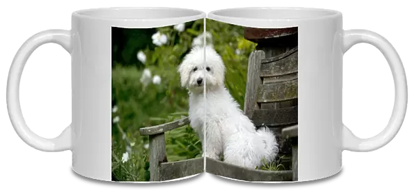 DOG - Bichon frise X poodle sitting on garden bench
