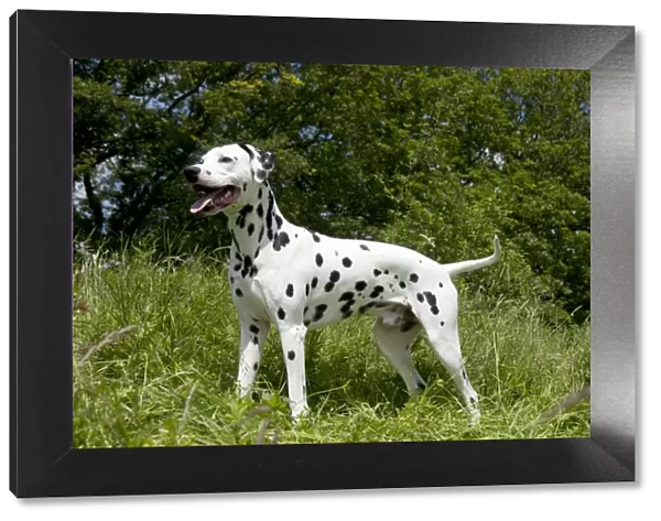 DOG - Dalmatian - standing