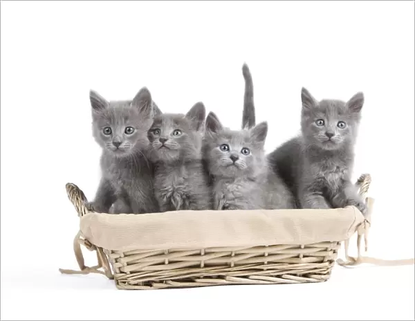 Cat - Nebelung Kittens in basket