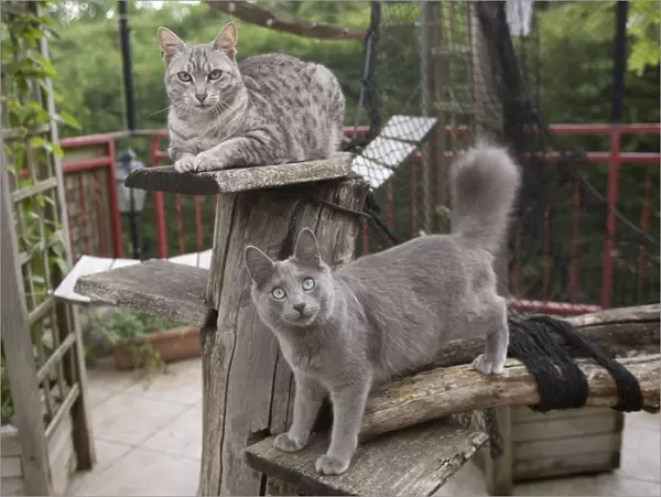 Mau and Nebelung - Cattery