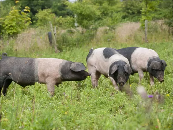 Saddleback Pig - piglets - Cornwall - UK