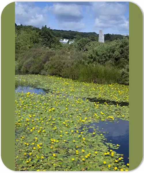 Water Lillies on Bissoe Valley Pond - Cornwall, UK