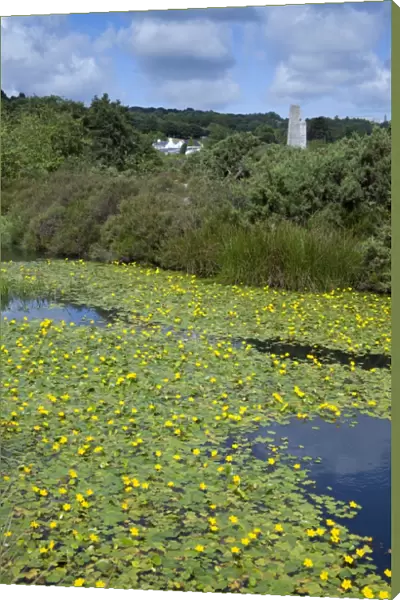 Water Lillies on Bissoe Valley Pond - Cornwall, UK