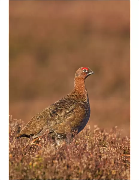 Red Grouse - standing amongst the heather in early morning sunshine - February - Scotland - UK