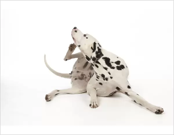 DOG - Dalmatian scratching itself