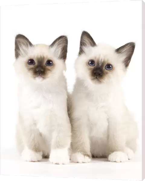 Cat - Birman kittens