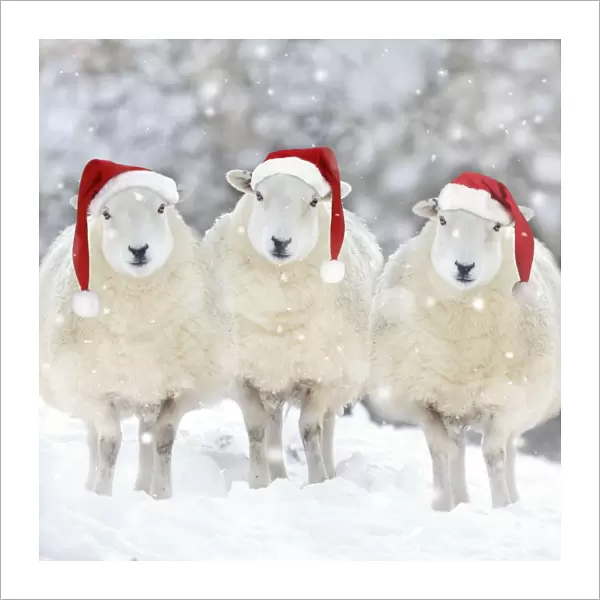 SHEEP - Texel ewes in snow wearing Christmas hats Digital Manipulation: Added shepp left & right - more snow - hats JD