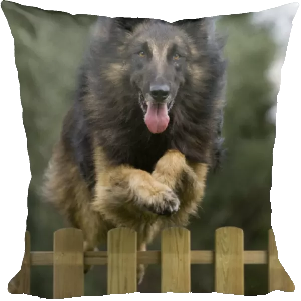 Dog - Belgian Shepherd  /  Tervuren Dog jumping over fence