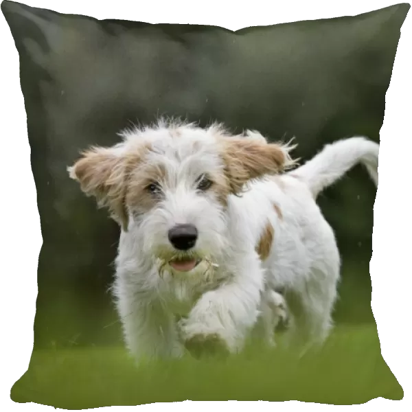 Dog - Basset Griffon Veneen - young dog running