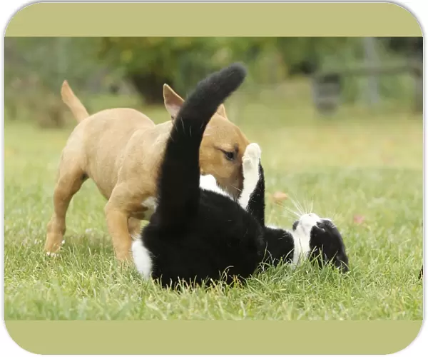 Dog - Miniature Bull Terrier - playing with Black & White Cat