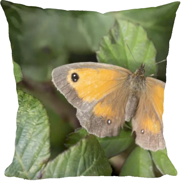 Gatekeeper Butterfly - UK