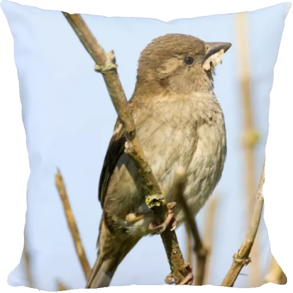 House Sparrow - Female - with Nesting Material - UK