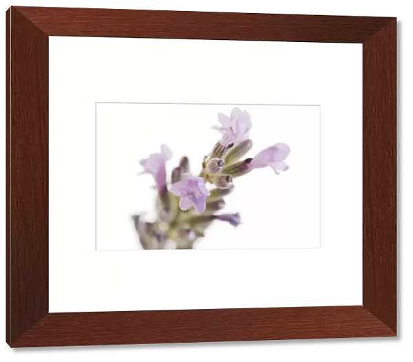 Lavender flowers (Lavandula sp. )