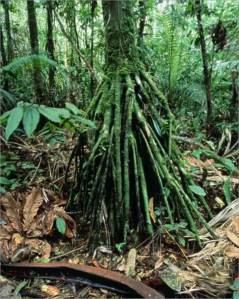 Stilt roots of the palm tree, Iriartea
