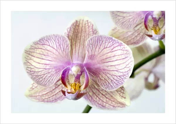 Phalaenopsis orchid (Phalaenopsis sp. )