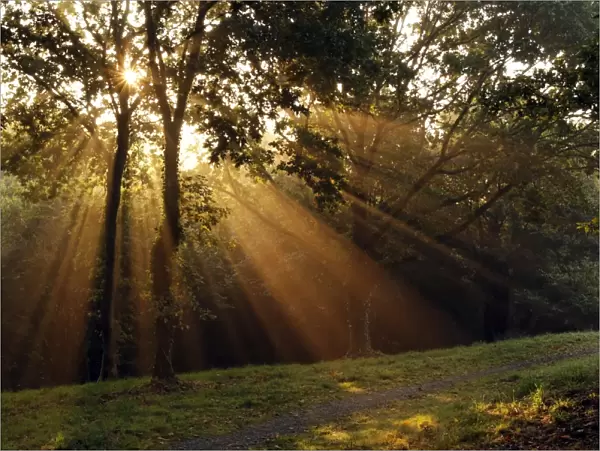 Sun beams. Sunlight shining through trees, creating crepuscular rays