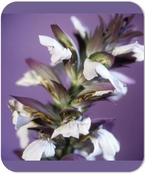 Acanthus flower spike (Acanthus sp. )