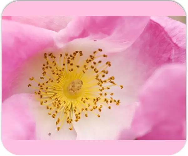 Rose flower (Rosa complicata)