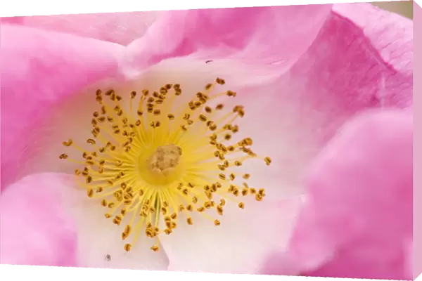 Rose flower (Rosa complicata)