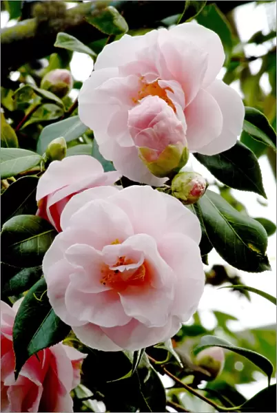 Camellia flowers (Camellia japonica)