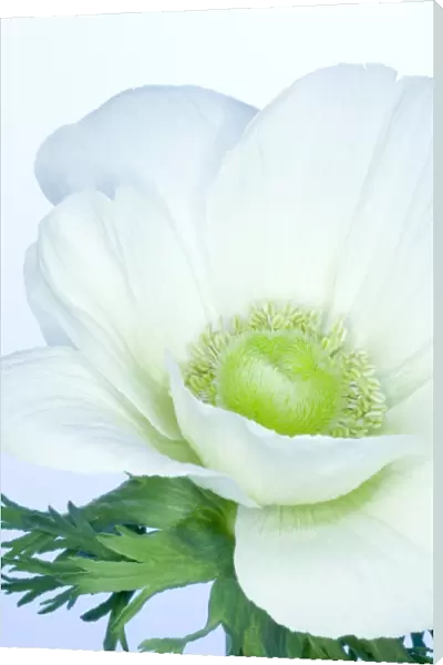 Anemone flower (Anemone sp. )