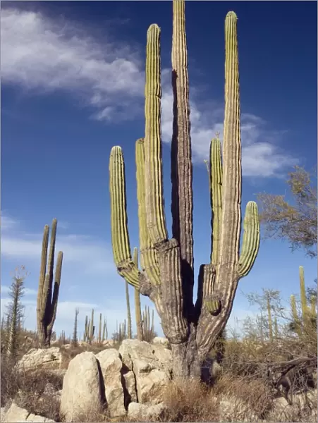 Cardon cacti (Pachycereus pringlei)