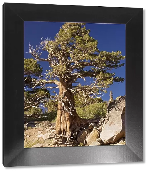 Western juniper (Juniperus occidentalis)