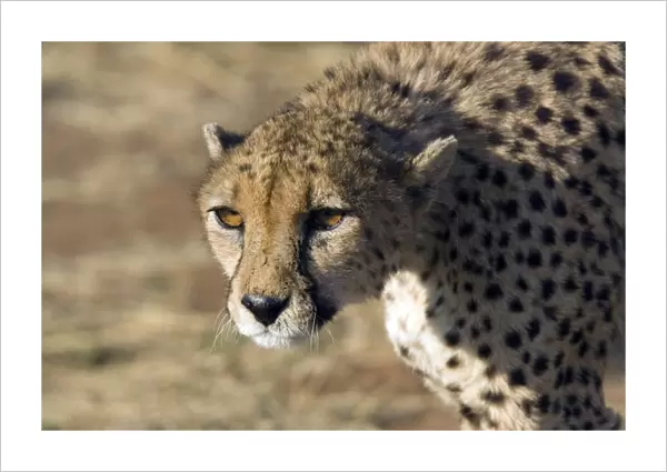 Cheetah (Acynonix jubatus). This big cat relies on stealth and speed to catch prey