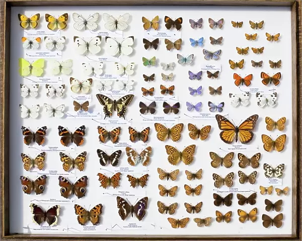 Case of British Butterflies Lepidoptera