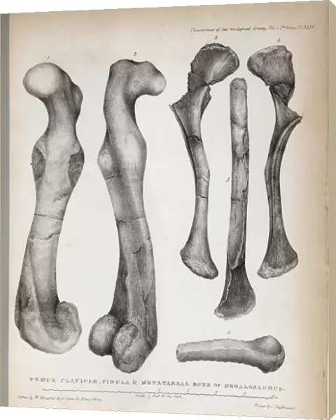1824 Bucklands Megalosaurus limb bones