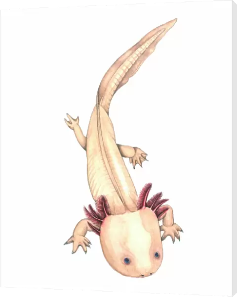 Axolotl, artwork
