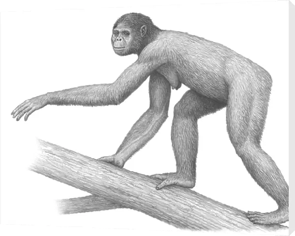 Early hominid Ardipithecus ramidus