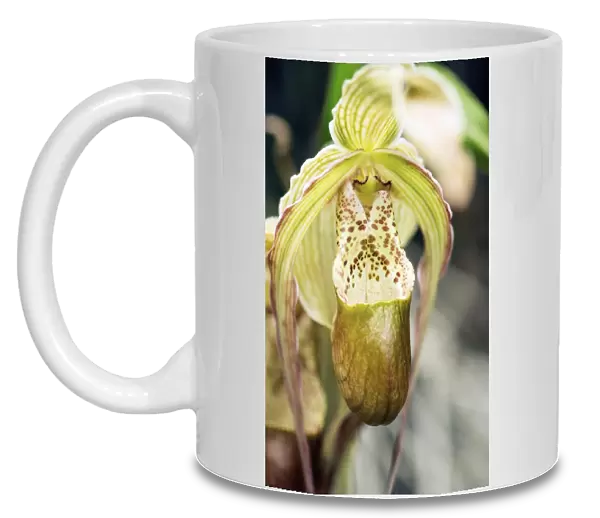 Orchid (Pharmipedium sp. )