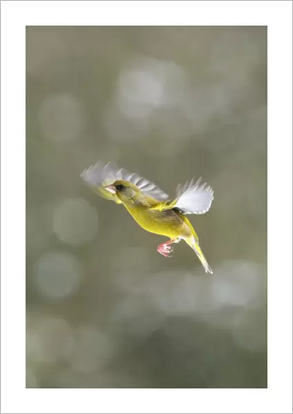 Male greenfinch in flight