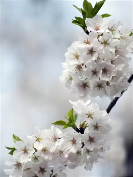 Yoshino cherry (Prunus x yedoensis)