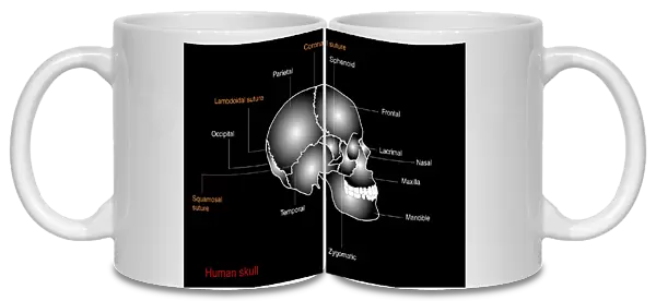 Human skull anatomy, diagram