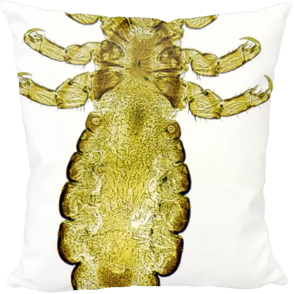Head louse, light micrograph