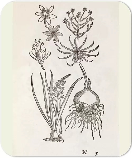 Ornithogalum plant, 16th century