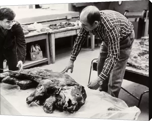 Scientists making measurements on baby mammoth