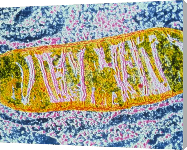 Cell mitochondrion