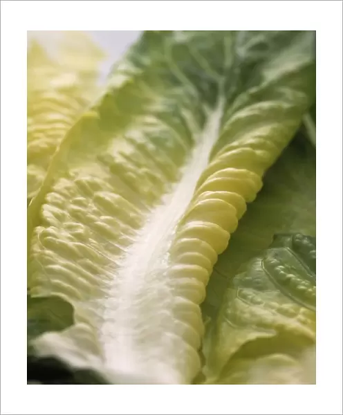 Lettuce leaf