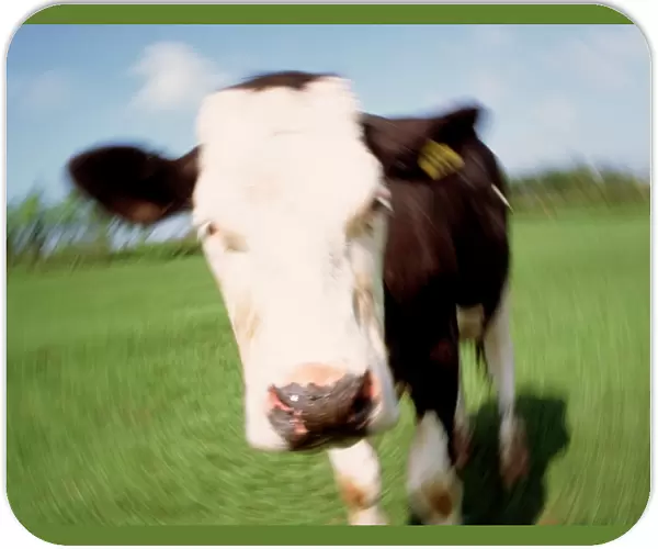Image simulating cow with mad cow disease (BSE)