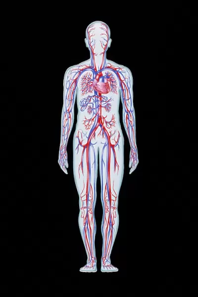 Artwork of human blood circulation
