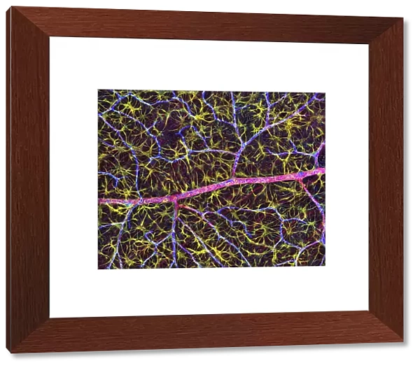 Retina blood vessel and nerve cells