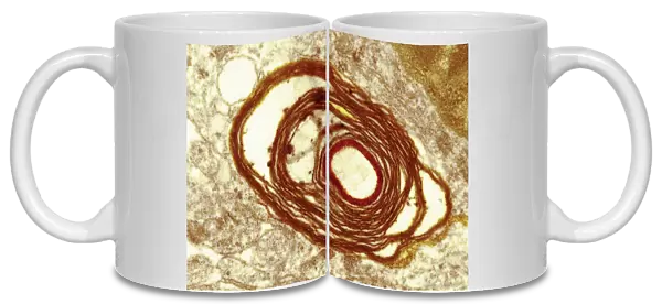 Myelin surrounding a nerve axon, TEM