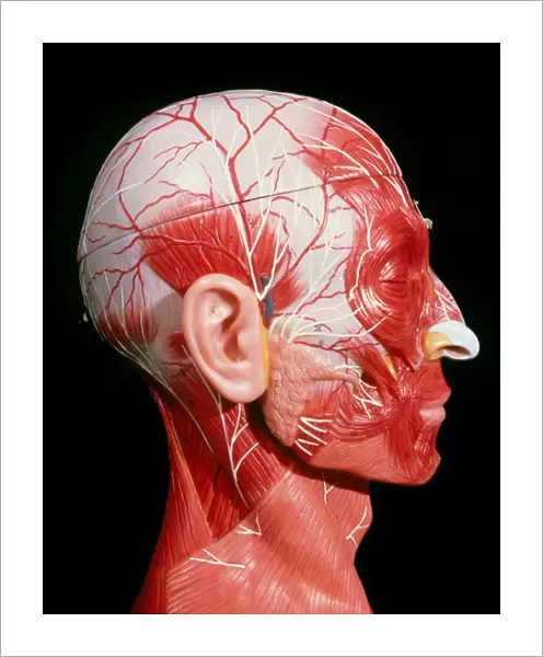Model showing the location of facial & neck muscle