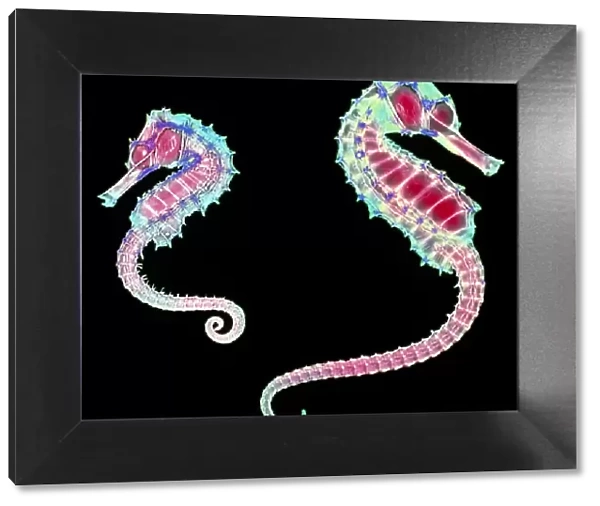 Coloured X-ray of two seahorses, Hippocampus sp