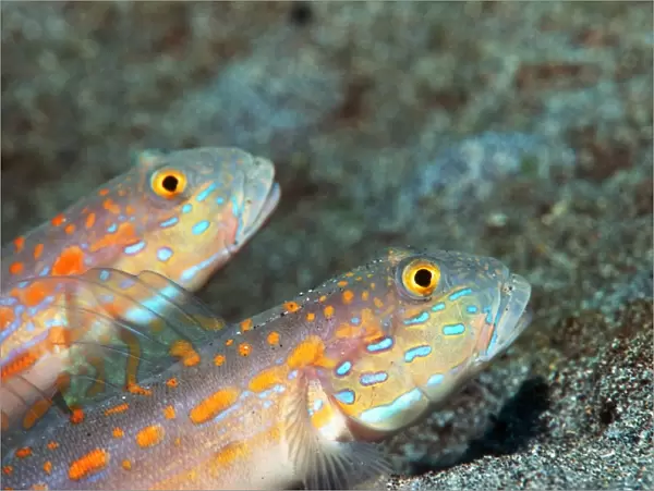 Maiden goby pair