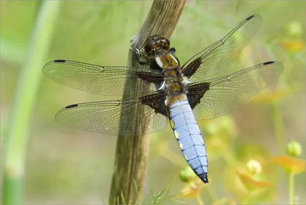 Male broad-bodied chaser dragonfly