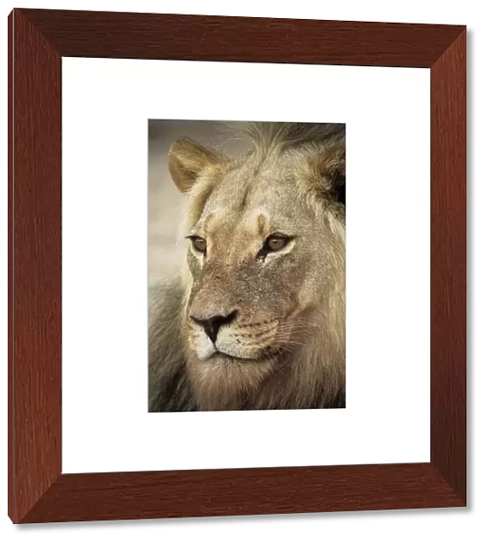 Male lion. Male African lion (Panthera leo)